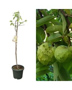 Exotic fruit, annona cherimola, chirimoyo v.40 h.175-200 cm
