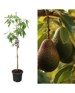 Exotic fruit, persea americana, avokado v.40 h.175-200 cm