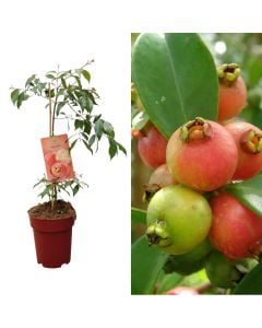 Exotic fruit, psidium cattleianum v.23 h.80-100 cm