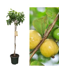 Exotic fruit, psidium guajava, limon v.40 h.175-200 cm