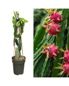 Exotic fruit, hylocereus hybridum, pitaya v.23 h.80-100 cm