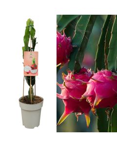 Exotic fruit, hylocereus undatus, pitaya v.23 h.80-100 cm