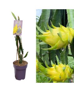 Exotic fruit, hylocereus duo, pitaya v.23 h.80-100 cm
