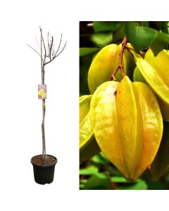 Exotic fruit, averrhoa carambola v.40 h.175-200 cm