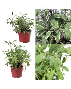 Bime aromatike, sherebele salvia officinalis v.17