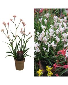 Anigozanthos v.12 h.45