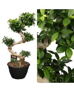 Ficus microcarpa ginseng v.35 h.110