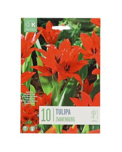Bulba, për në tokë dhe në vazo, tulipan të kuq, 10 cop/pako, Tulipan specie Zwanenburg