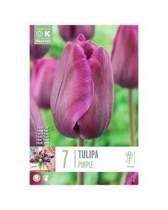 Bulba, për në tokë dhe në vazo, tulipan lejla, 7 cop/pako, Tulipan Purple