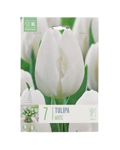 Bulba, për në tokë dhe në vazo, tulipan të bardhe, 7 cop/pako, Tulipan White