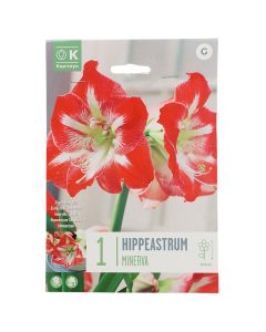 Bulba, për në tokë dhe në vazo, tulipan të kuq-bardhe, 1 cop/pako, Tulipan Hippeastrum Minerva