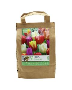 Bulba, për në tokë dhe në vazo, miks ngjyrash, 50 cop/pako, Tulipan triumph Mixed Colours