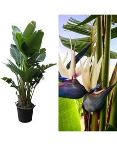 Strelitzia nicolai v.45 h.200-250