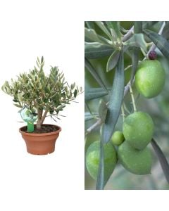 Ulli Italian, cipressino, olea europaea v.23 CIOTOLA
