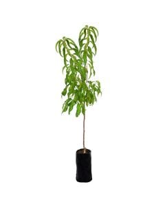 Nectarine sapling v.19 h.162