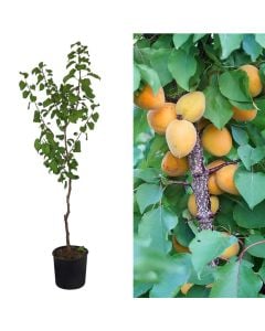 Apricot seedling v.19 h.165