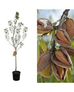 Almond seedling v.19 h.168