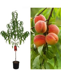 Peach sapling v.19 h.158