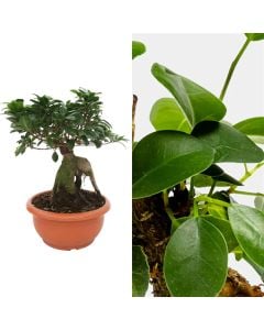 Ficus Ginseng Cp 30