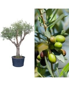 Olive, olea europaea, v.80  h.300-350 cm