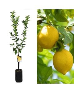 Fidan limon v.19 h.185
