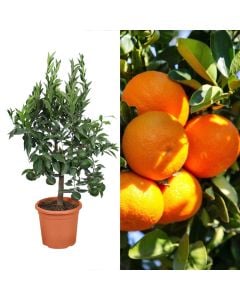 Fidan mandarine, baso v.20 h.90