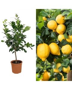 Fidan limon, baso v.20 h.90