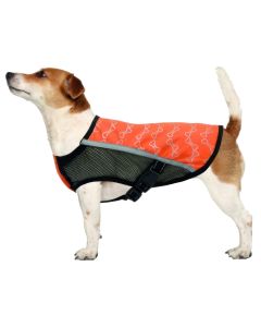Mushama kundra shiut per qen, Camon, 36 cm